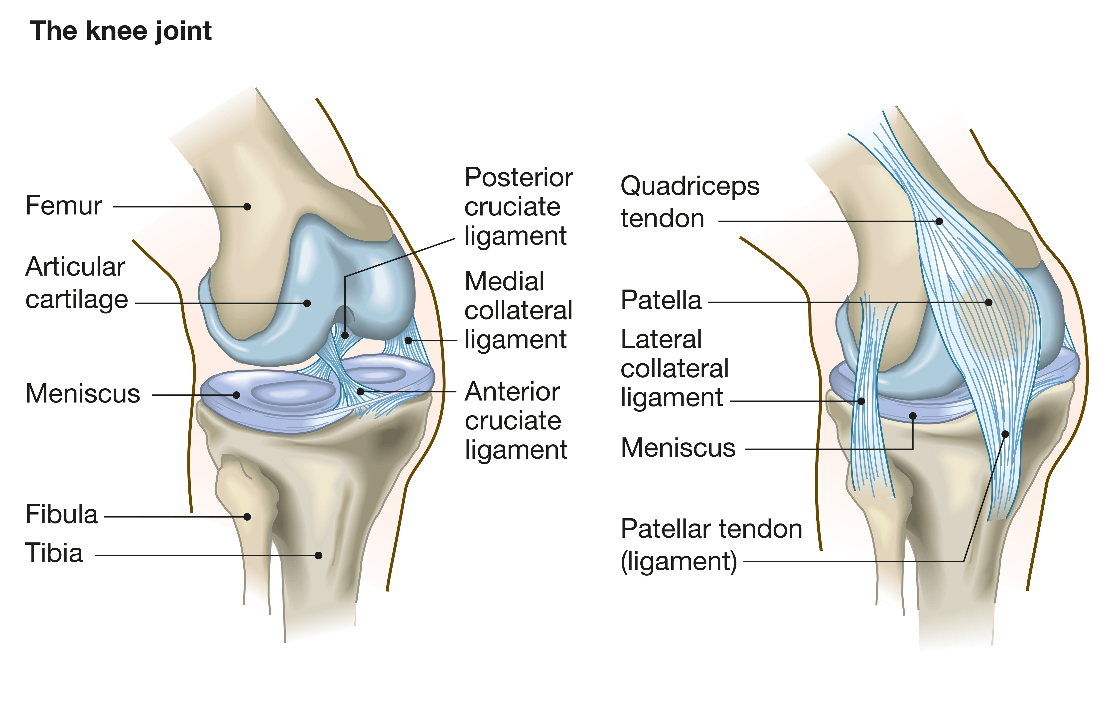 Anatomy & Biomechanics